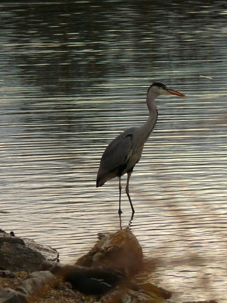 Heron_cendre_03.jpg