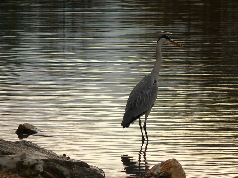 Heron_cendre_04.jpg