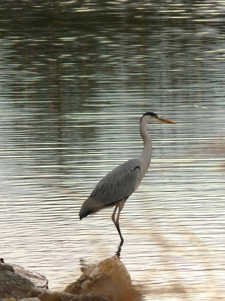 Heron_cendre_05.jpg