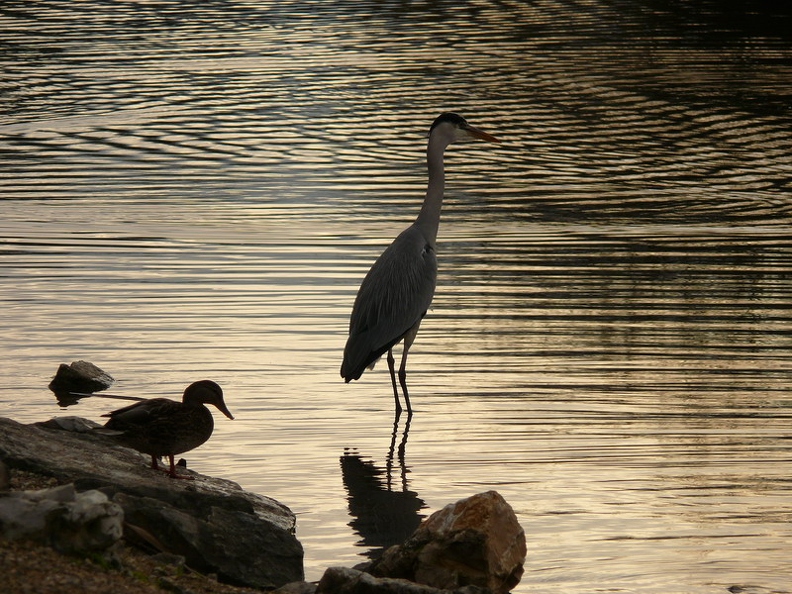 Heron_cendre_06.JPG