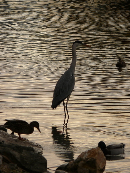 Heron_cendre_07.JPG