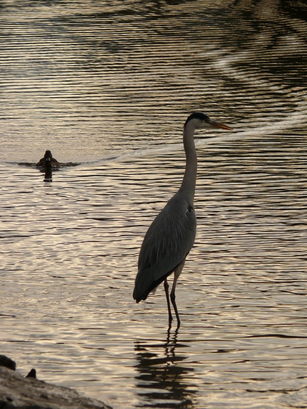 Heron_cendre_08.jpg