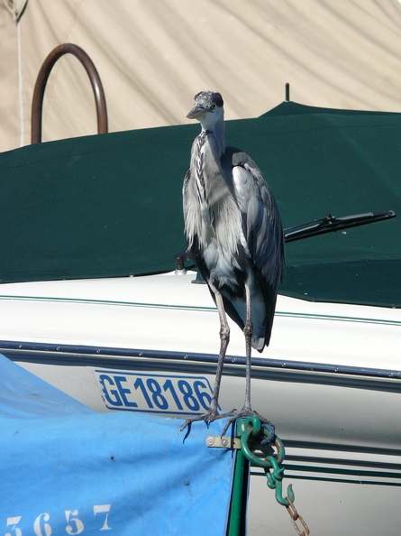 Heron_cendre_09.jpg