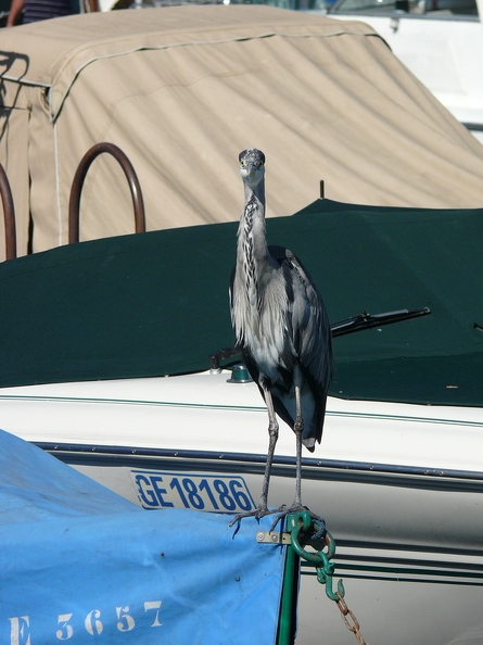 Heron_cendre_11.jpg