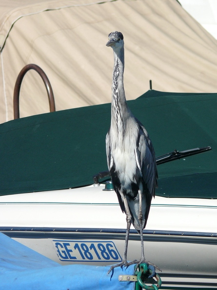 Heron_cendre_12.jpg