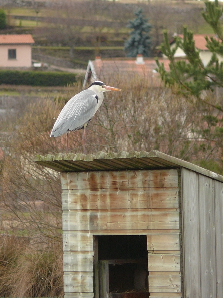 Heron_cendre_13.jpg