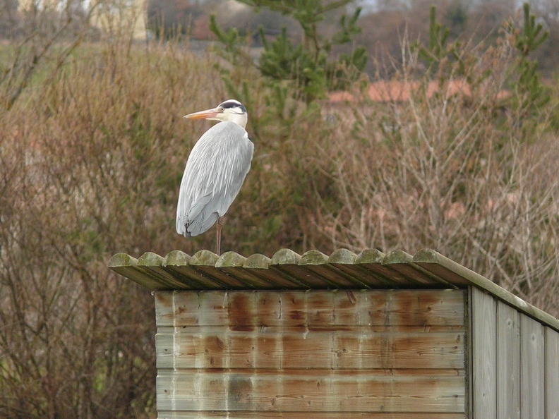 Heron_cendre_14.jpg