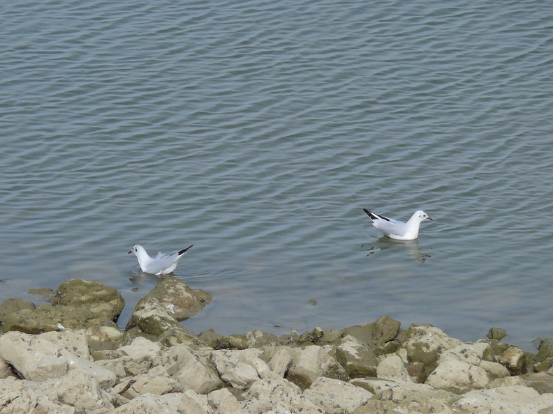 Mouette_rieuse_01.jpg