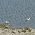 Mouette_rieuse_01.jpg