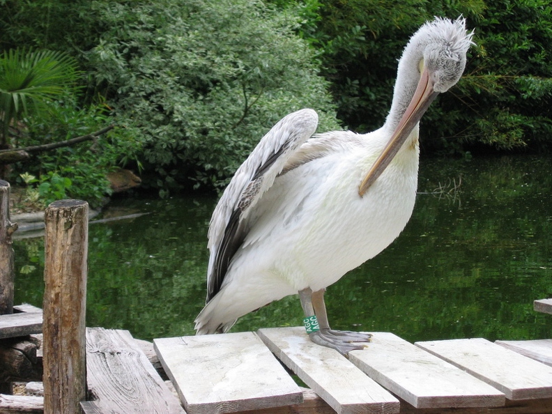 Pelican_frise_02.jpg