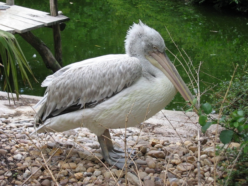 Pélican frisé