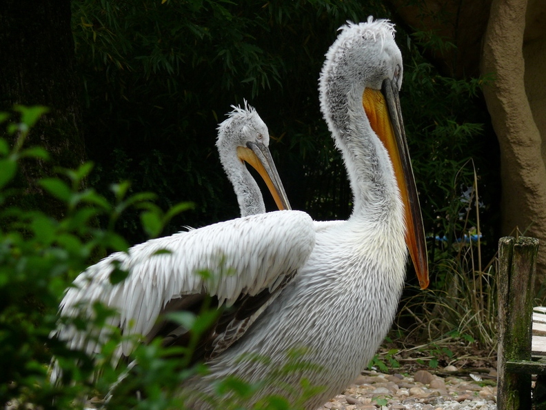 Pelican_frise_05.jpg