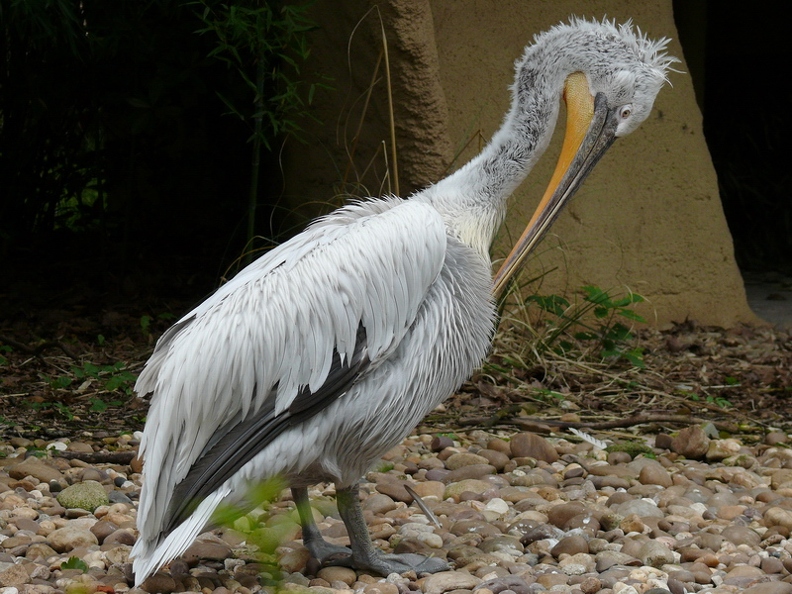 Pelican_frise_06.jpg