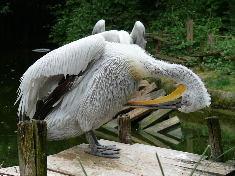 Pelican_frise_08.jpg