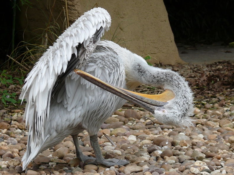 Pelican_frise_09.jpg