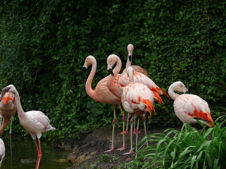 Flamant_rose_01.jpg