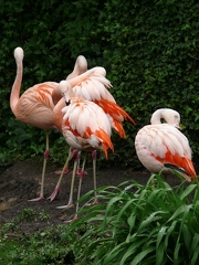 Flamant rose