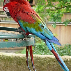 Psittacidés