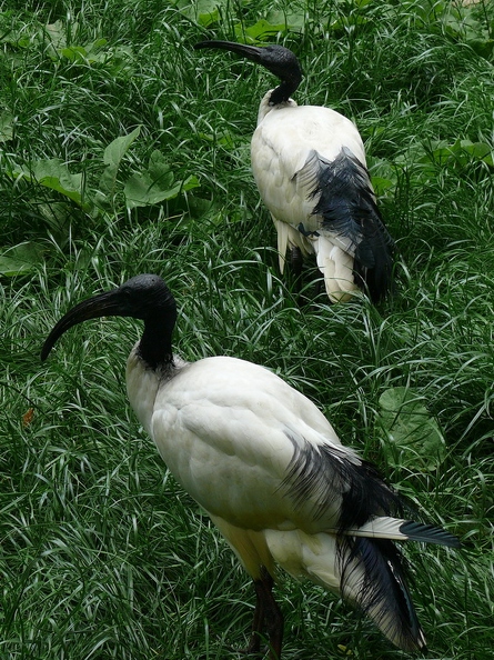 Ibis_sacre_01.jpg