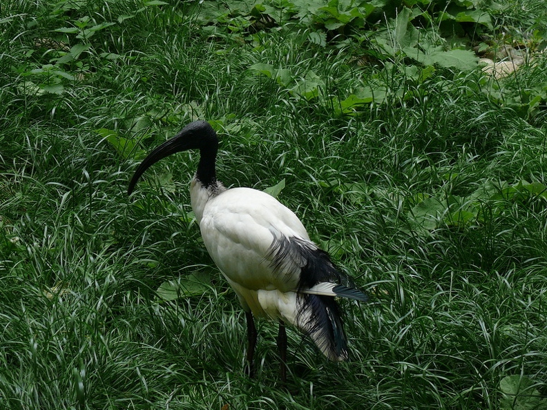 Ibis sacré