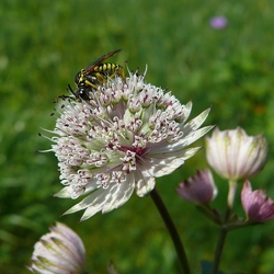 Apiacées (Ombellifères)