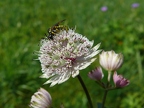 Apiacées (Ombellifères)