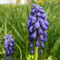 muscari_a_grappes_01.jpg