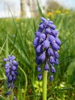 Muscari à grappes