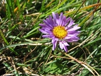 Aster des Alpes