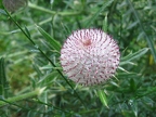 Cirse laineux