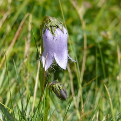 Campanulacées