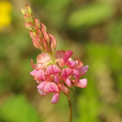 Fabacées (Papilionacées)