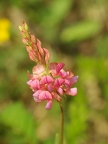 Sainfoin cultivé