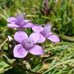 Gentianacées