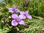 Gentianacées