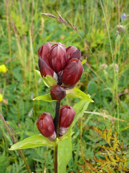 Gentiane pourpre