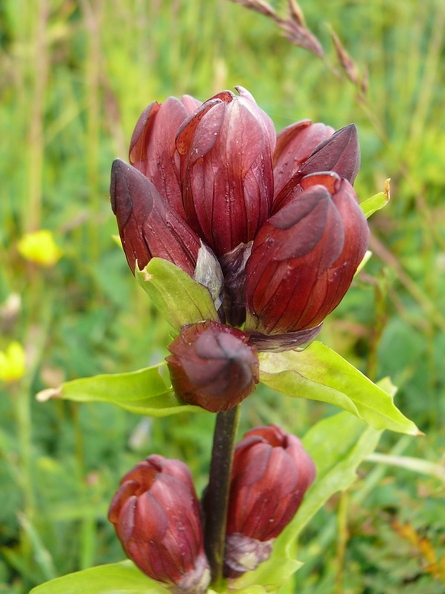 Gentiane pourpre