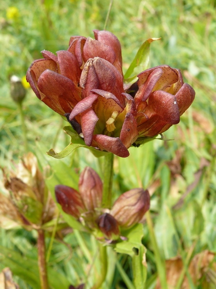 Gentiane pourpre