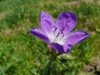 Autres fleurs sauvages