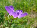 Géranium des bois