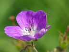 Géranium des bois