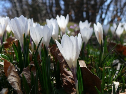 Crocus printanier