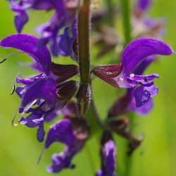 Lamiacées (Labiées)