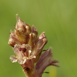 Orobanchacées