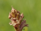 Orobanche blanche