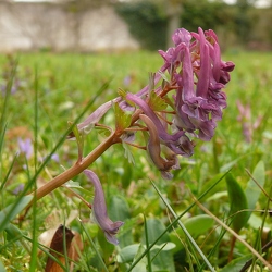 Papavéracées