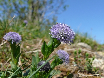 Globulaire allongée