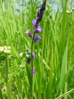 Polygala commun