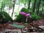 Cyclamen pourpre