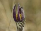 Anémone pulsatille